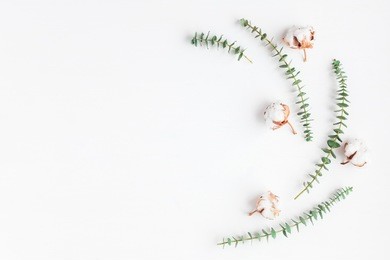 flowers composition. frame made of fresh eucalyptus branches and cotton flowers. flat lay, top view