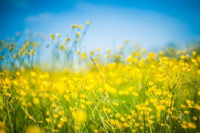 close up nature landscape. inspirational mood. flowering yellow green flowers on spring sunset light. macro shot park blurred background blue sky clouds with copy space. ecology and nature concept.