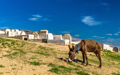 donkey near marinid tombs in fez - morocco