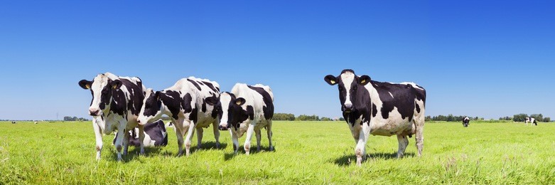 black and white cows in a grassy field on a bright and sunny day in the netherlands.