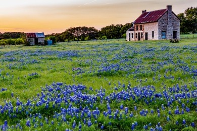 an interesting abandoned old rock homestead in a beautiful field loaded with the famous texas bluebonnet (lupinus texensis) wildflowers at sunset.