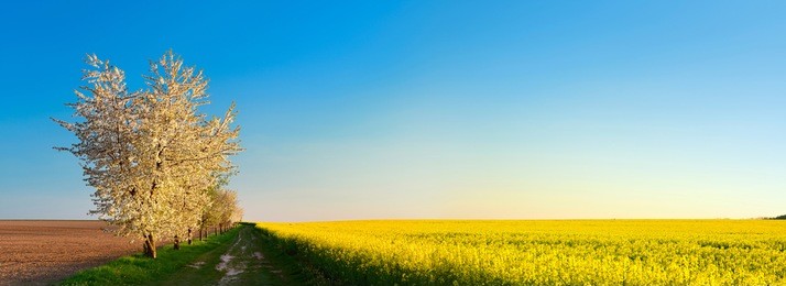cherry trees in full bloom along farm track through fields of rapeseed, spring landscape in the warm light of the setting sun