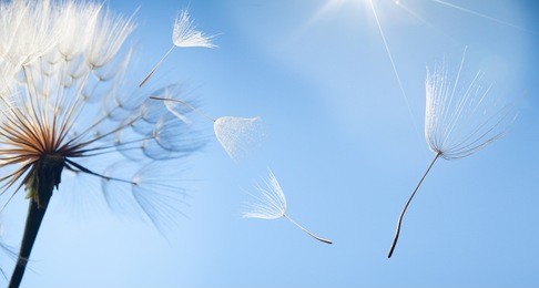 flying dandelion seeds on a blue background