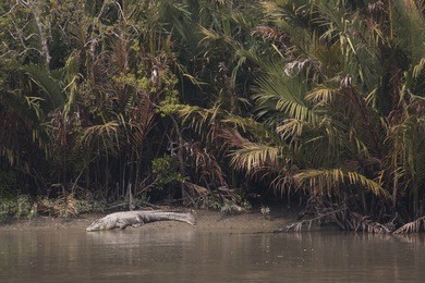 crocodile in the sundarbans national park, famous for its royal bengal tiger in bangladesh