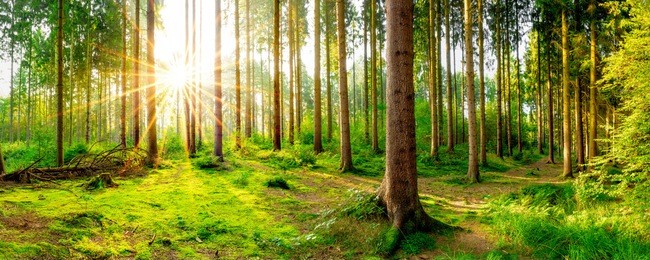 sunrise in the forest