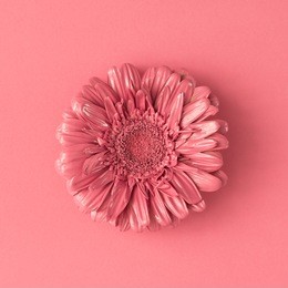 pink daisy flower on white background. minimal nature concept. flat lay.