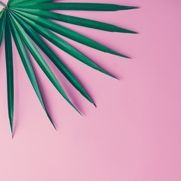 tropical leaves on pastel pink background. minimal concept. flat lay.