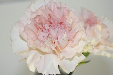 nice carnation close up
