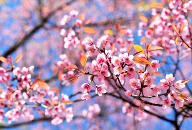 pink sakura flowers