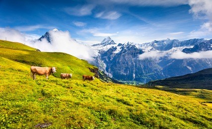 cattle on a mountain pasture. colorful morning view of bernese oberland alps, grindelwald village location. schreckhorn summit in the morning mist. switzerland, europe. 