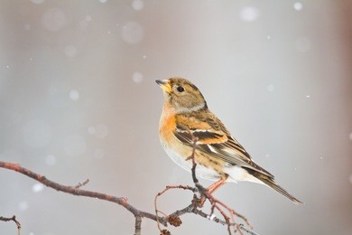 bird - female brambling (fringilla montifringilla) perched on tree, winter time, snow