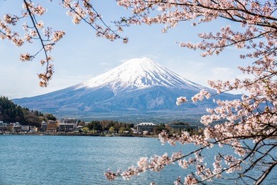 mount fuji with cherry blossom at lake kawaguchiko in japan