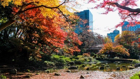shinjuku gyoen gardenin autumn,tokyo,japan
