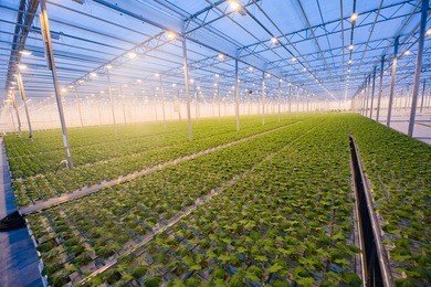 organic hydroponic vegetable cultivation farm. modern big greenhouse