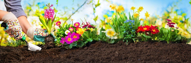 planting flowers in sunny garden