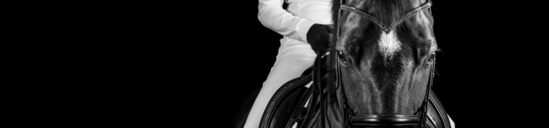 horse portrait monochrome