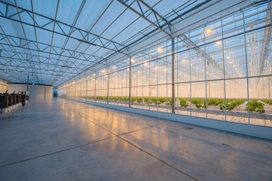 organic hydroponic vegetable cultivation farm. modern big greenhouse