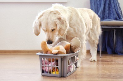 golden retriever with basket of toys on the floor at home