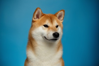 portrait of brutal shiba inu dog on blue background, front view