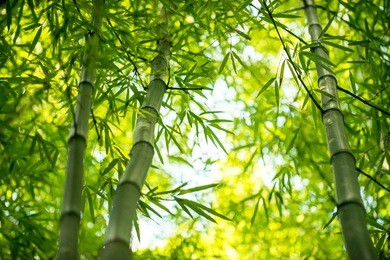 bamboo branch in bamboo forest, beautiful green nature background