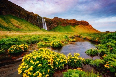 lovely view of blooming green field in sunlight. dramatic and gorgeous scene. popular tourist attraction. location place famous seljalandsfoss waterfall, iceland, europe. discover the world of beauty.