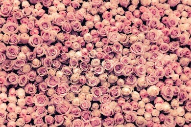flowers wall background with amazing roses
