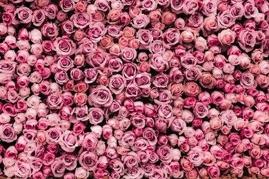 flowers wall background with amazing roses