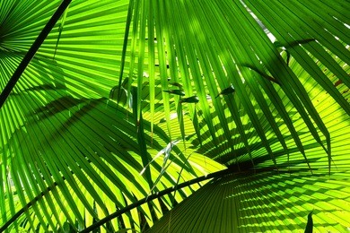 stripes of palm leaves texture, greenery background