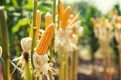 corn field on crop plant for harvesting