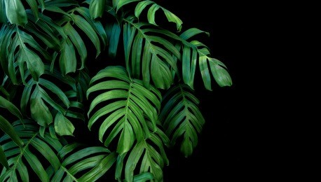 green leaves of monstera plant growing in wild, the tropical forest plant, evergreen vine on black background. 