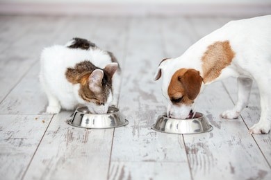 pet eating foot. dog and cat eats food from bowl