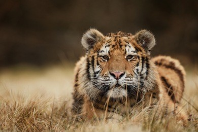 tiger, siberian tiger
