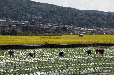 heshun, rice fields