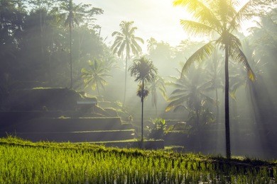 sunrise view over rice terrace field in tegallalang, ubud, bali, indonesia. morning rays of the sun at dawn.