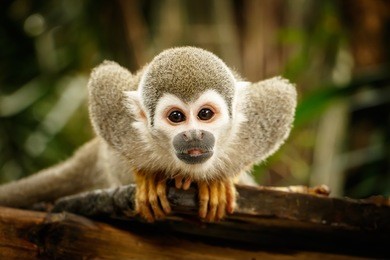 look at squirrel monkey in ecuadorian jungle in amazon