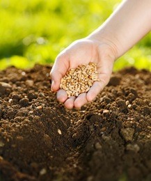 corn sowing by hand in home garden