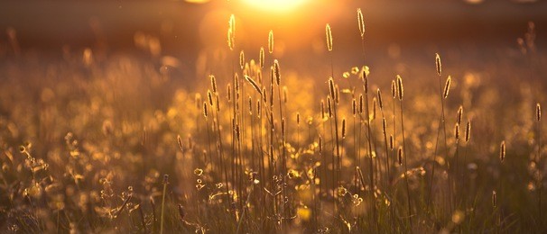 field at sunset background texture