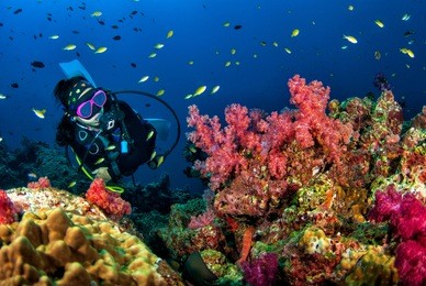 young woman scuba diving on a beautiful soft coral reef in south andaman, thailand