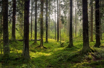 dark forest background. karelia forest trees