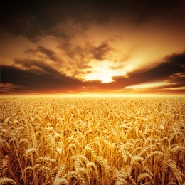 golden fields of beautiful wheat.