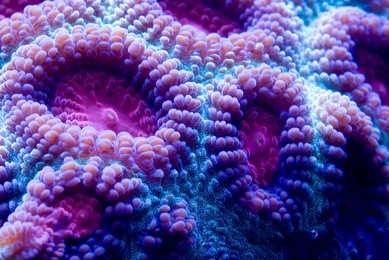 this is a macro photograph of a purple and blue closed brain coral (favia sp.).