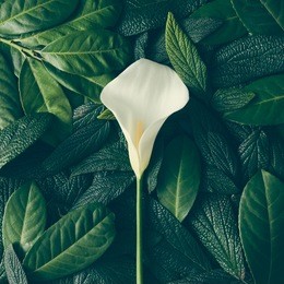 creative layout made of green leaves and white flower. flat lay. nature concept