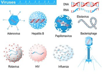viruses. diagram showing shapes of virions: bacteriophage, ebolavirus, hepatitis, rotavirus, adenovirus, papillomavirus, aids and influenza. medical infographic set