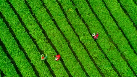 tea plantation.chinese tea.