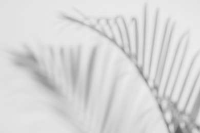 abstract background of shadows palm leaves on a white wall. white and black.