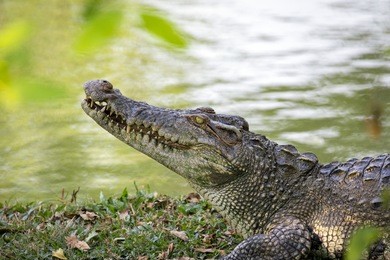 image of a crocodile on the grass. reptile animals.