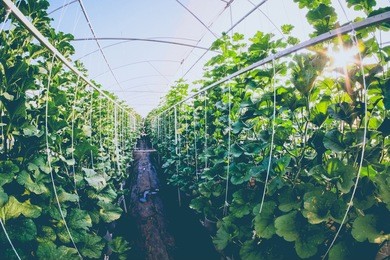 cantaloupe melons growing in a greenhouse farm