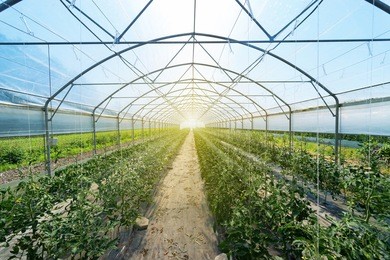 rows of tomato plants growing inside big industrial greenhouse. industrial agriculture.