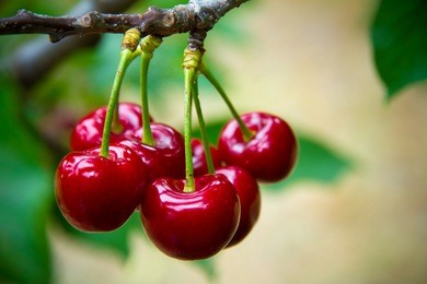 cherries in the orchard