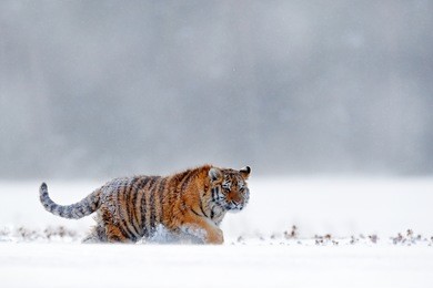 tiger in the snow, walking on wintery meadow. orange animal in white habitat.